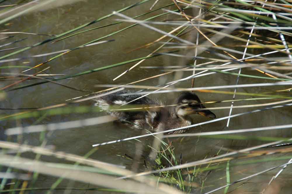 Pato - reserva natural dels Muntanyans - Tarragona - Catalunya 3.jpg